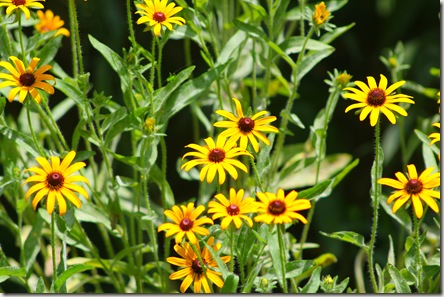 Wildflowers