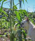 And now it looks as though we have an entirely new intruder wreaking havoc on our patch of corn. And now it looks as though we have an entirely new intruder wreaking havoc on our patch of corn.