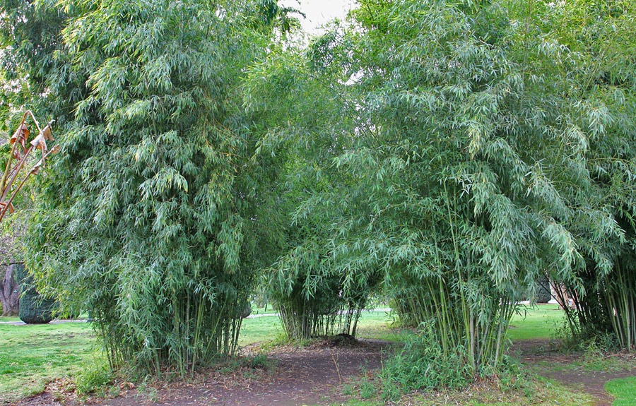 [120317_Capitol_Park_Phyllostachys-ba%255B14%255D.jpg]