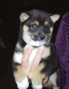 7 weeks 4