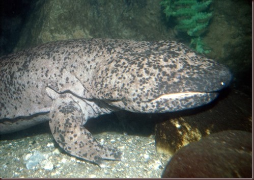 Amazing Animals Pictures Chinese Giant Salamander (8)