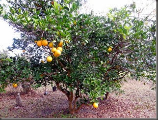 DSCN0808 DSCN0808