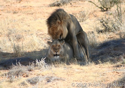 Lions Mating on Nossob-Mabuasehube Road