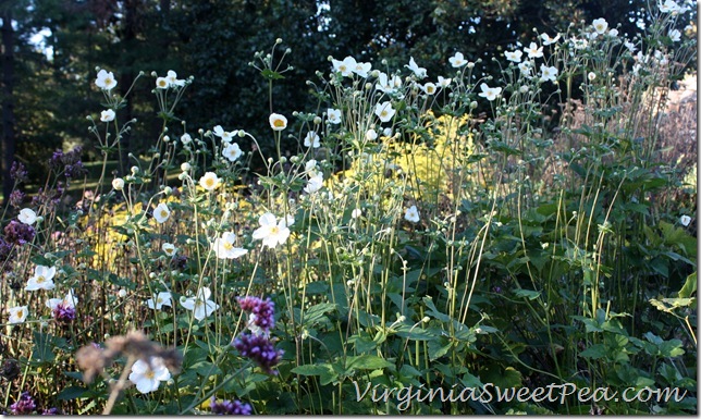 Fall Anemones1 Fall Anemones1