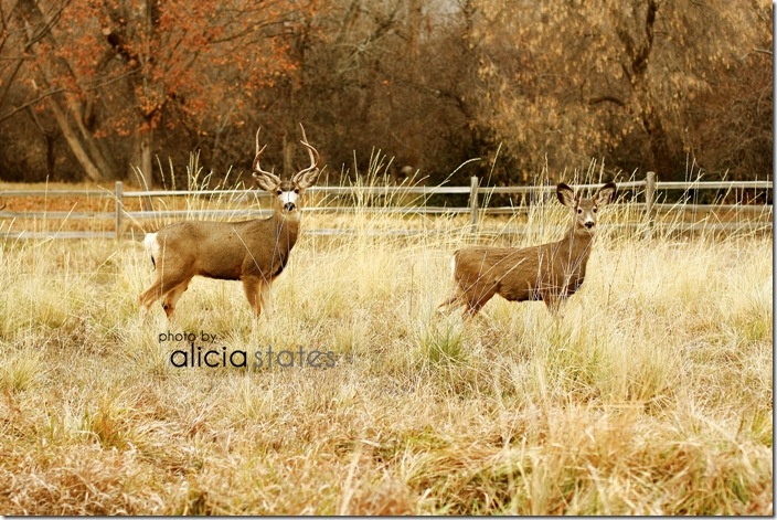 alicia-states-photography-deer-02  