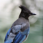 Les geais de Steller (Cyanacitta stelleri) pullulent a Yosemite.