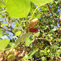 mulberry