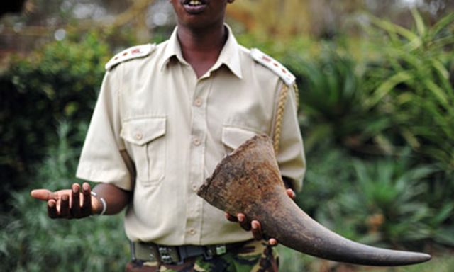 A Kenyan wildlife official, who asked not to be identified for his own safety, shows a tusk taken from a rhino killed by poachers. Photograph: Roberto Schmidt / AFP / Getty Images