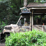 The Kilimanjaro Safari in Africa in the Animal Kingdom in Disney 06092011gg