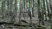 Parsons Road-Haberles Hut 26.jpg Photo
