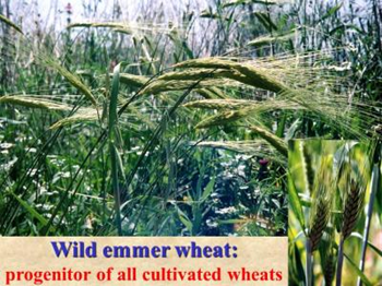 Wild emmer wheat, progenitor of all cultivated wheats. Wheats and barleys are the staple food for humans and animal feed around the world, and their wild progenitors have undergone genetic changes over the last 28 years that imply a risk for crop improvement and food production, reveals a new study. University of Haifa
