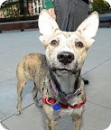 Another shot of Bonnie...
waiting to be adopted at The Humane Society of New York.
See link at end of blog post for more details. Another shot of Bonnie...
waiting to be adopted at The Humane Society of New York.
See link at end of blog post for more details.