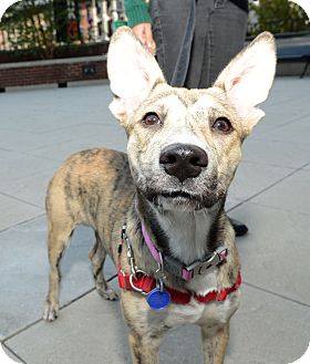 Another shot of Bonnie...
waiting to be adopted at The Humane Society of New York.
See link at end of blog post for more details. Another shot of Bonnie...
waiting to be adopted at The Humane Society of New York.
See link at end of blog post for more details.