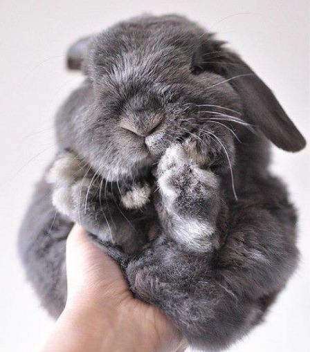[bunny%255B2%255D.jpg]