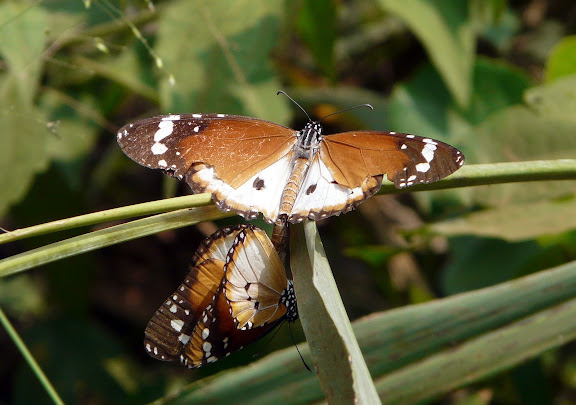Couple de Danaus chrysippus L., 1758. Adadekrom (Ashanti, Ghana), 18 décembre 2009. Photo : J. F. Christensen