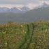 Overgrown jeep-tracks in the Ferghana Valley, looking up to the Kichi Alai Range, Kyrgyzstan
