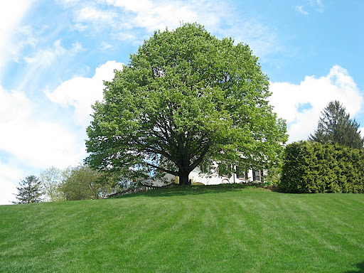 The elegant silhouette of this mature linden tree is especially dramatic viewed from the bottom of the hill.