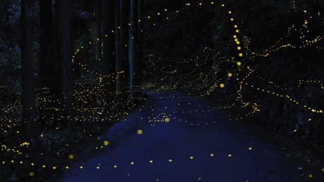 firefly-long-exposure-photos-1