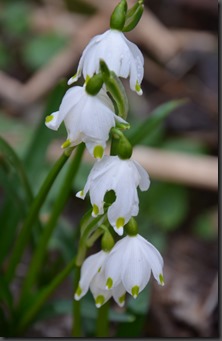 Leucojum vernum im Riedholz Schwebheim Leucojum vernum im Riedholz Schwebheim