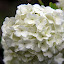 Chinese Snowball Flowers - Melbourne, Australia