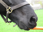 Now, that's what I call a gracious horse!