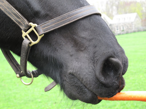 Now, that's what I call a gracious horse!