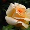 розы 045.jpg