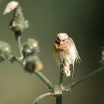 little bird.jpg