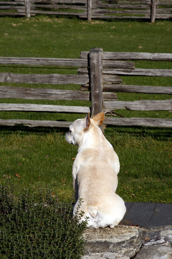 It's fun to just sit here and watch life on the farm.