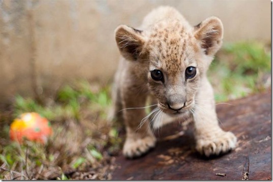 funny-animals-cute-30