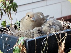 Birds 004 Birds 004