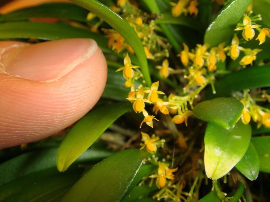 [ORQ-Platystele-stenostachya4.jpg]