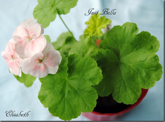 Pelargonium juli -11 050 Pelargonium juli -11 050