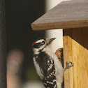 Downy Woodpecker