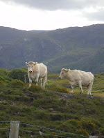 A couple of locals