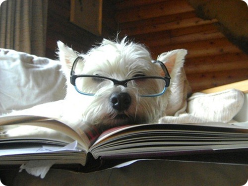 cachorro inteligente