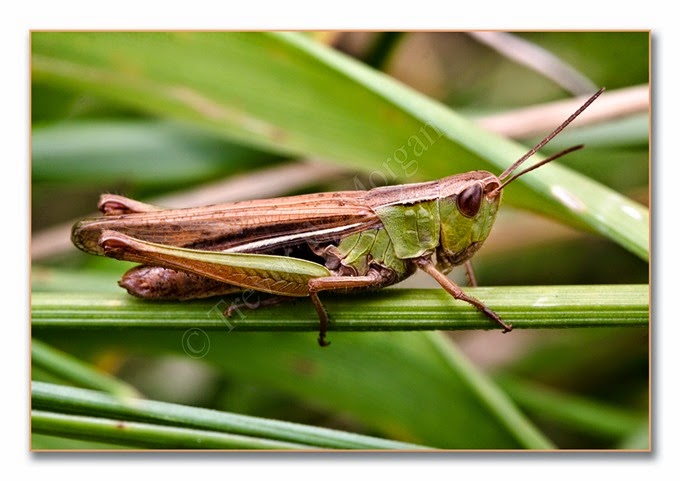 Grasshopper 4 lm 