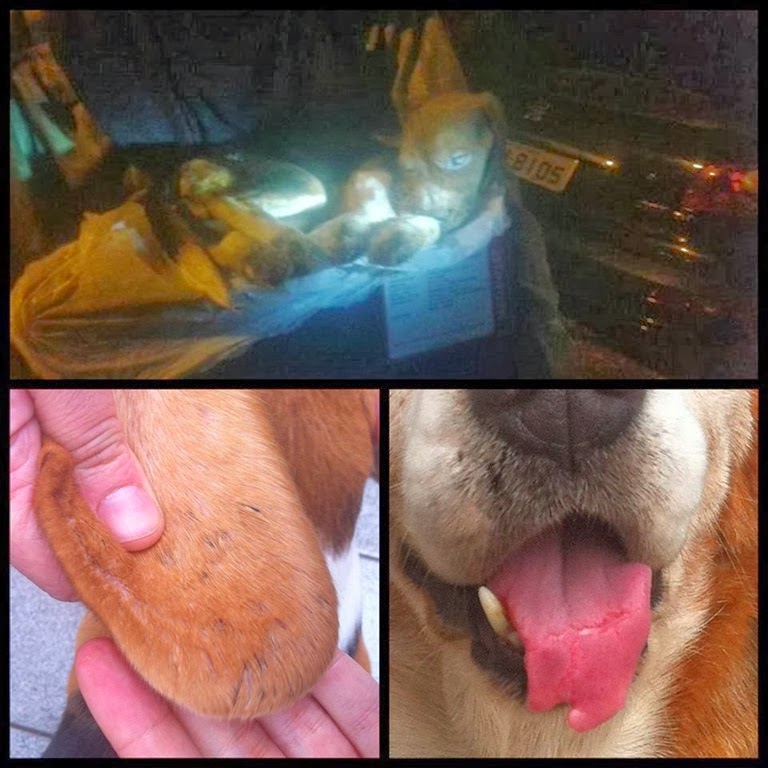 [Beagle2%255B3%255D.jpg]