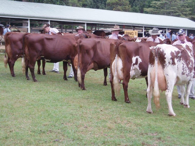 Best Udder class.jpg