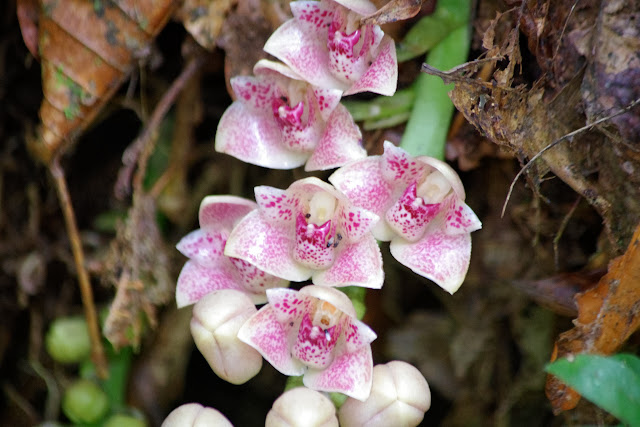 Orchidées. Rio Los Cedros, 1300 m. Montagnes de Toisan, Cordillère de La Plata (Imbabura, Équateur), 20 novembre 2013. Photo : J.-M. Gayman