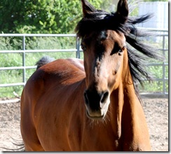 horses2011-9