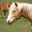 BP-2010-putim-0424-134.jpg