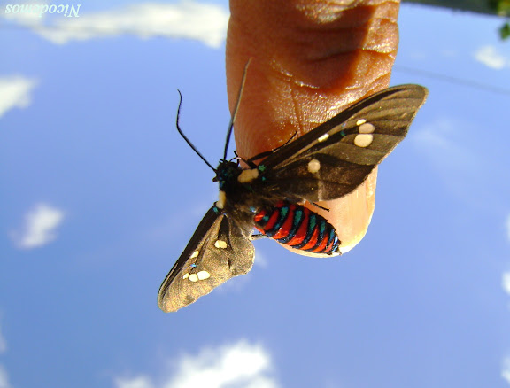 Erebidae : Arctiinae : Ctenuchini : Euclera rubricincta (BURMEISTER, 1878). 19 mai 2009. Photo : Nicodemos Rosa