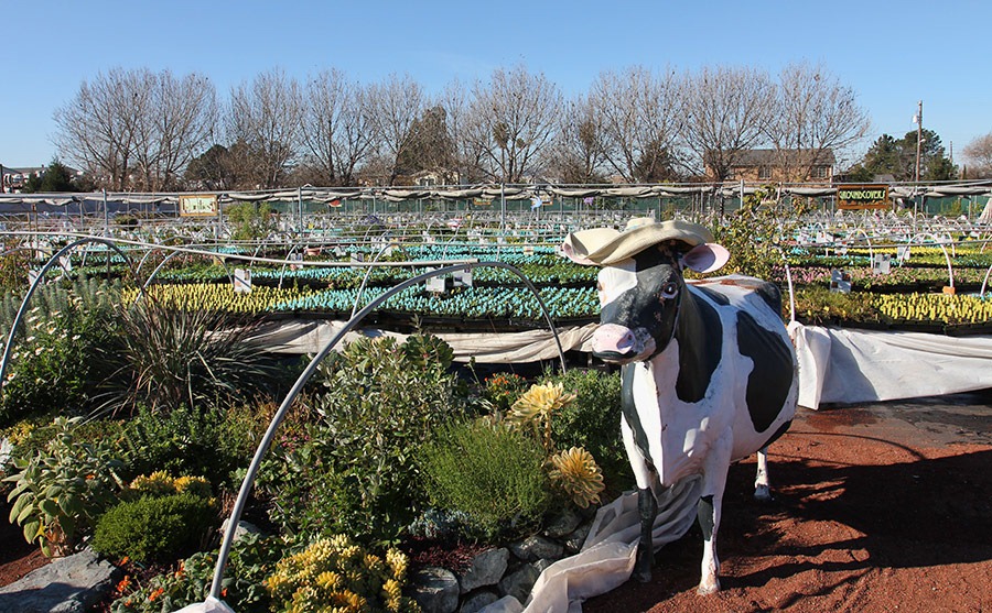 [110211_AnniesAnnuals_cow%255B2%255D.jpg]