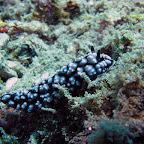 Nudibranch (Padangbai, Bali)