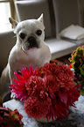 And here are my favorite pink dahlias.