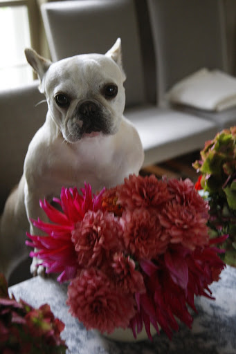 And here are my favorite pink dahlias.