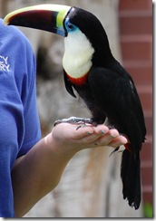 aviary3