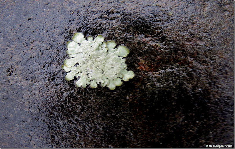 lichen world
