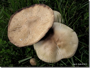 mushroom caps Agaricus cemetery mushrooms